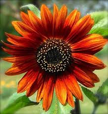 Orange Sunflower Seeds for Planting