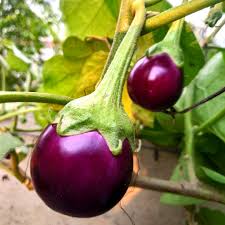 Purple Eggplant Seeds for Home Gardening