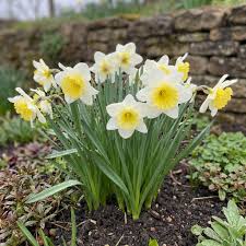 Light Yellow Daffodil Seeds for Planting Perennial Spring Blooms for Garden