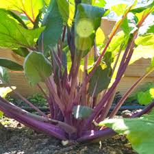 Purple Kosaitai Vegetable Seeds for Planting