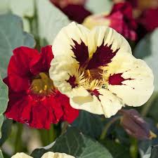 White Red Nasturtium Flower Seeds Compact Growth Heirloom NonGMO Organic Garden Seeds for Planting
Sale