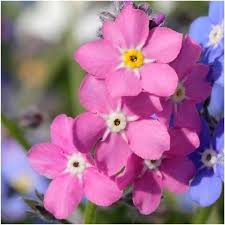 Pink Myosotis Flower seeds for Planting - Pollinator Friendly, Heirloom & GMO Free Seeds for Home Garden