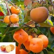 Yellow Persimmon Tree Seeds for Planting Grow Your Own Delicious Fruit