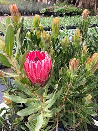 Pink Neriifolia Flower Seeds for Planting Hardy Variety Heirloom & GMO Free Seeds for Home Garden
Sale