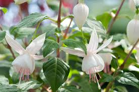 Fuchsia Flower Seeds for Planting - Green & White Variety