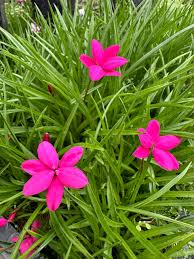Rhodohypoxis Flower Planting Seeds