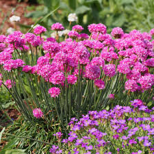 Armeria Maritima Flower Seeds for Planting: Vibrant Groundcover for Beautiful Coastal Gardens