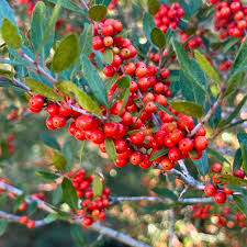 Red Ilex Vomitoria Yaupon Holly Tree Seeds for Planting Perennial Garden Essential
