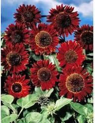 Maroon Sunflower Seeds for Planting Grow Vibrant Flowers