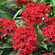 Red Pentas Flower Seeds for Planting