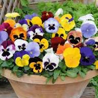 Viola Germania Flower Planting Seeds - Mixed Variety