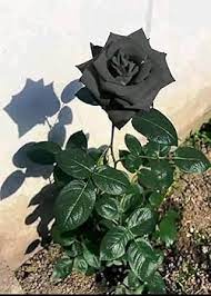 Black (Black Rose) seeds for planting in home garden