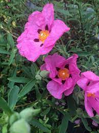 Hardy Cistus Flower Seeds For Planting