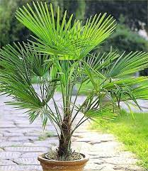Wagnerianus Tree Seeds: Organic Seeds For Beautifully Unique Trees
