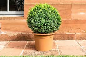 Buxus Microphylla Seeds For Planting Ornamental Shrubs Plant Seeds
