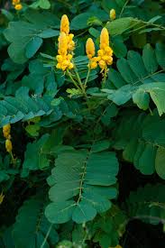 Yellow Candlestick Flower Seeds Planting