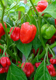 Red Cachucha Vegetable Seeds for Easy Planting