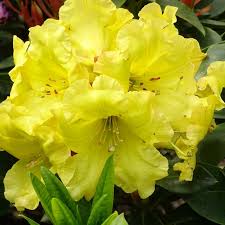 Yellow Rhododendron Campylocarpum Flower Seeds for Planting - Enhance Your Garden with Stunning Blooms