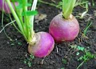 Seventop Turnip Planting Seeds - Seed for Abundant Harvest and Fast-Growing Vegetables, Ideal for Home Gardens and Farms