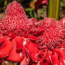 Red Etlingera Flower Planting Seeds for Stunning Tropical Blooms in Your Garden