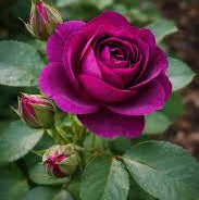 Pink Dark Violet MultiColor Rose Flower Seeds for Planting Hardy Variety Heirloom & GMO Free Seeds for Home Garden
Sale