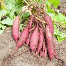 Mixed Sweet Potato Seeds for Vegetable Gardens for Planting, Premium Seeds | Heirloom Non-GMO - Evergrowseeds