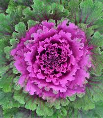 Violet Red Brassica Oleracea Flower Seeds for Planting Cut Flower Favorite Heirloom & GMO Free Seeds for Home Garden
Sale