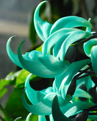 Light Green Strongylodon Flower Seeds blooming in flower beds, containers, borders, and pollinator-friendly gardens