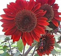 Burgundy Sunflower Seeds Perfect for Planting