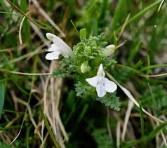 Satureja Montana Flower seeds for Planting - Shade Tolerant, Heirloom & GMO Free Seeds for Home Garden