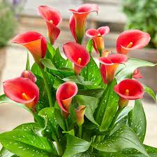 Yellow Red Calla Flower Seeds for Planting Vibrant Colors Heirloom & GMO Free Seeds for Home Garden
Sale