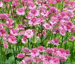 Pink Masterwort Seeds for Planting - Elegant Blooms for Your Garden