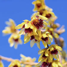 Chimonanthus Praecox Flower Planting Seeds for Your Garden