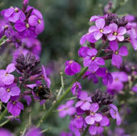 Violet Linifolium Flower Seeds Perfect for Planting & Growing