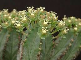 Green Euphorbia Obesa Flower seeds for Planting - Perfect for Borders, Heirloom & GMO Free Seeds for Home Garden