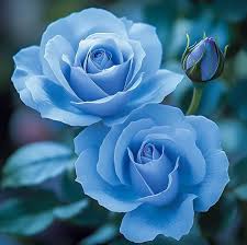 Sky Blue Unique Rose Flower Seeds for Planting Easy to Grow Heirloom & GMO Free Seeds for Home Garden
Sale