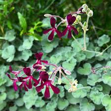 Pelargonium Sidoides Flower Planting Seeds Ideal for Stunning Gardens - Evergrowseeds