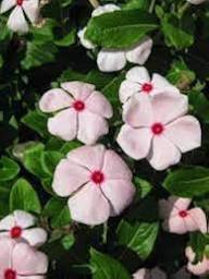 White Vinca Rosea Flower Seeds for Planting Seed for Pure and Elegant Blooms