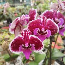 Pink White Phalaenopsis Orchid Flower seeds for Planting - Cottage Garden Essential, Heirloom & GMO Free Seeds for Home