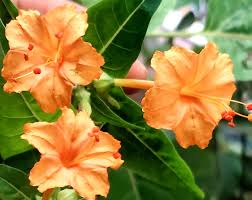 Orange Mirabilis Flower Seeds for Planting Seasonal Bloomer Heirloom & GMO Free Seeds for Home Garden Sale