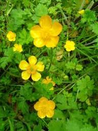 Yellow Buttercup Flower Seeds Planting Essentials