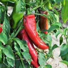 Red Nardello Vegetable Seeds for Home Planting