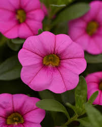 Pink Kabloom Flower seeds for Planting - Low Maintenance, Heirloom & GMO Free Seeds for Home Garden