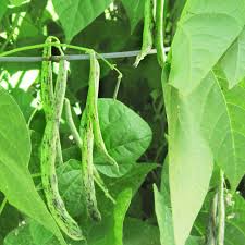 Green Black Rattlesnake Bean Seeds for Planting