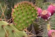 Pink Opuntia Flower seeds for Planting - Colorful Display, Heirloom & GMO Free Seeds for Home Garden