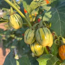 Udumalpet Eggplant Vegetable Seeds for Easy Planting