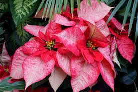 Mixed Poinsettia Flower seeds for Planting - Garden Favorite, Heirloom & GMO Free Seeds for Home Garden