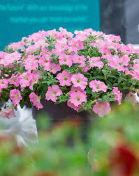 Purple Surfinia Planting Seeds - Perfect for Colorful Blooms