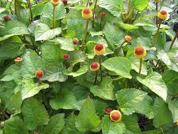 Toothache Plant for Natural Relief Seeds for Growing Your Own Herbal Remedy in Gardens