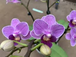 Violet Phalaenopsis Flower Seeds for Planting Fragrant Blossoms Heirloom & GMO Free Seeds for Home Garden
Sale